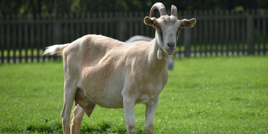 Beyond Eczema Relief: Is Goat Milk Your Hair’s New Best Friend?