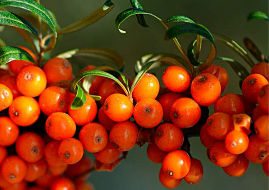 Sea Buckthorn Unveiled: Nature's Resilient Secret for Skin and Hair Revitalization