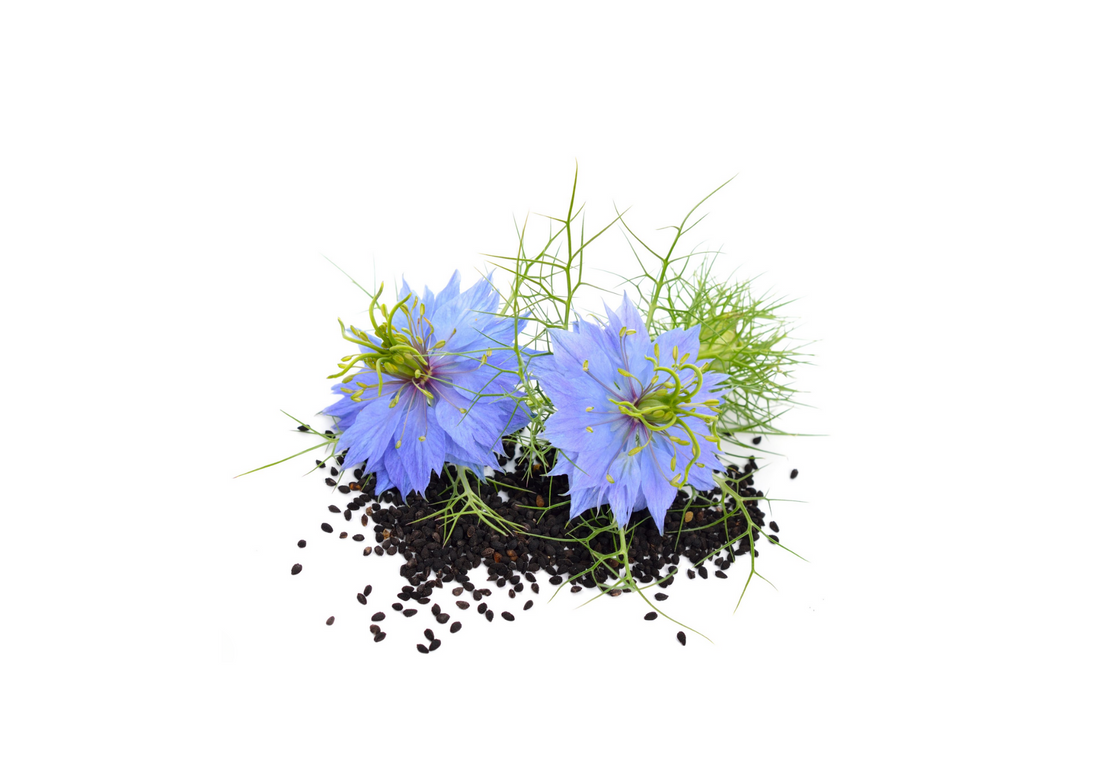 Healing Powers of Black Seed Oil