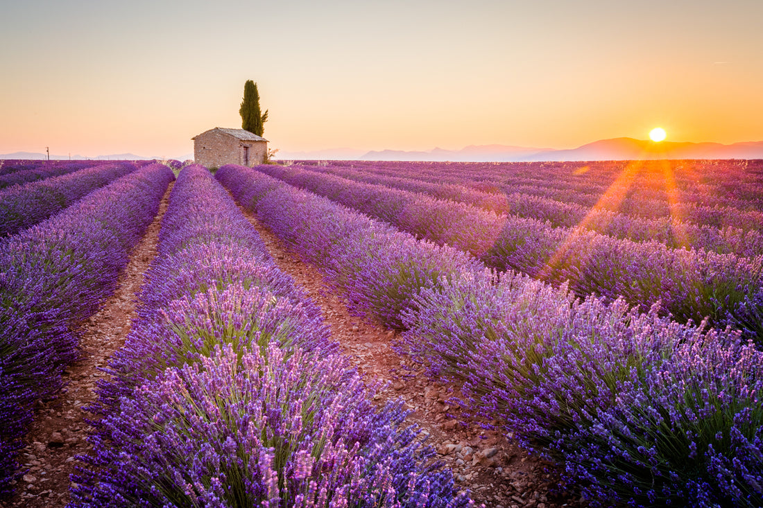 Essential Oils for Hair Growth: How Lavender Oil and Other Natural Remedies Can Boost Your Hair’s Health